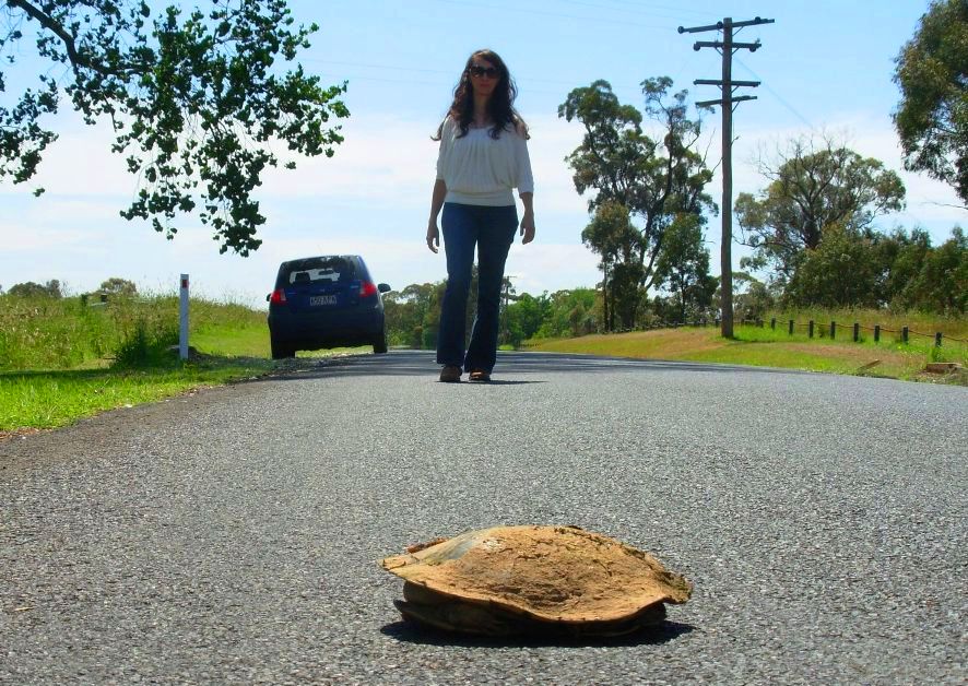 TurtleSAT > Home
