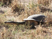 Broad Shelled Turtle