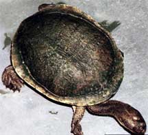 Cann's Snake-necked Turtle