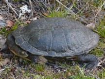 Eastern Snake-necked Turtle