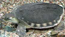 Pig-nosed Turtle