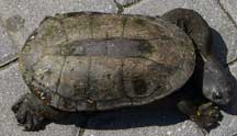 Northern Snake-necked Turtle