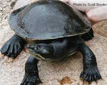 Krefft's River Turtle