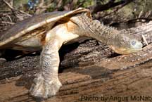 Fitzroy River Turtle