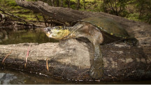 White Throated Turtle (QLD)